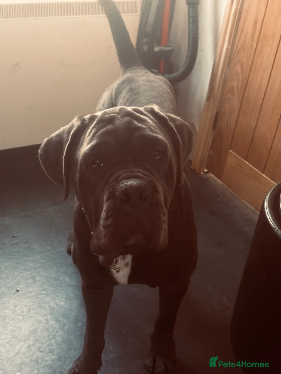Cane Corso dogs for sale: Blue Entire Male Cane Corso  - Advert 2