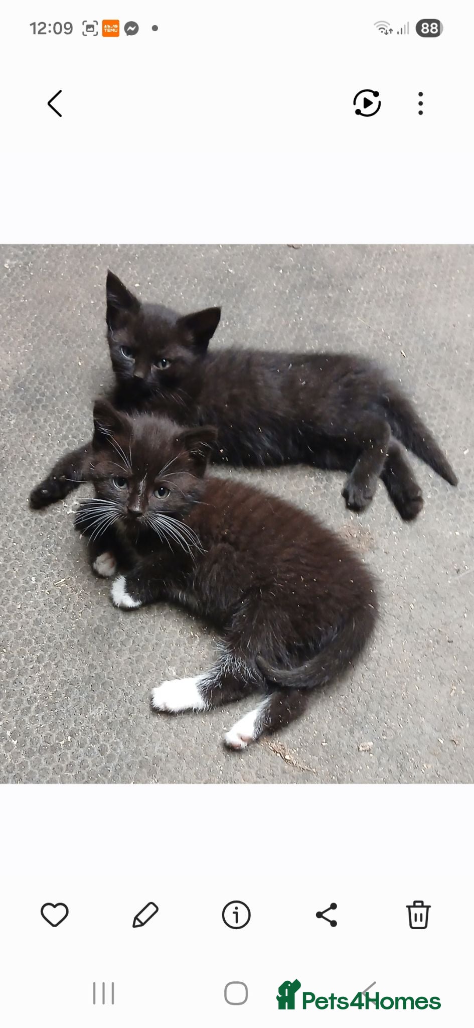 Mixed Breed cats Rescue kittens  - Advert 1