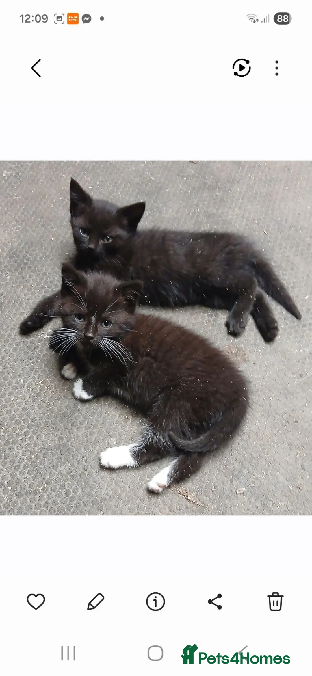 Mixed Breed cats for sale: Rescue kittens  - Advert 1