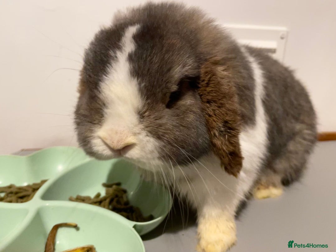 Mini Lop rabbits for sale: Pure Bred Mini Lops 🩵🩷 - Advert 3