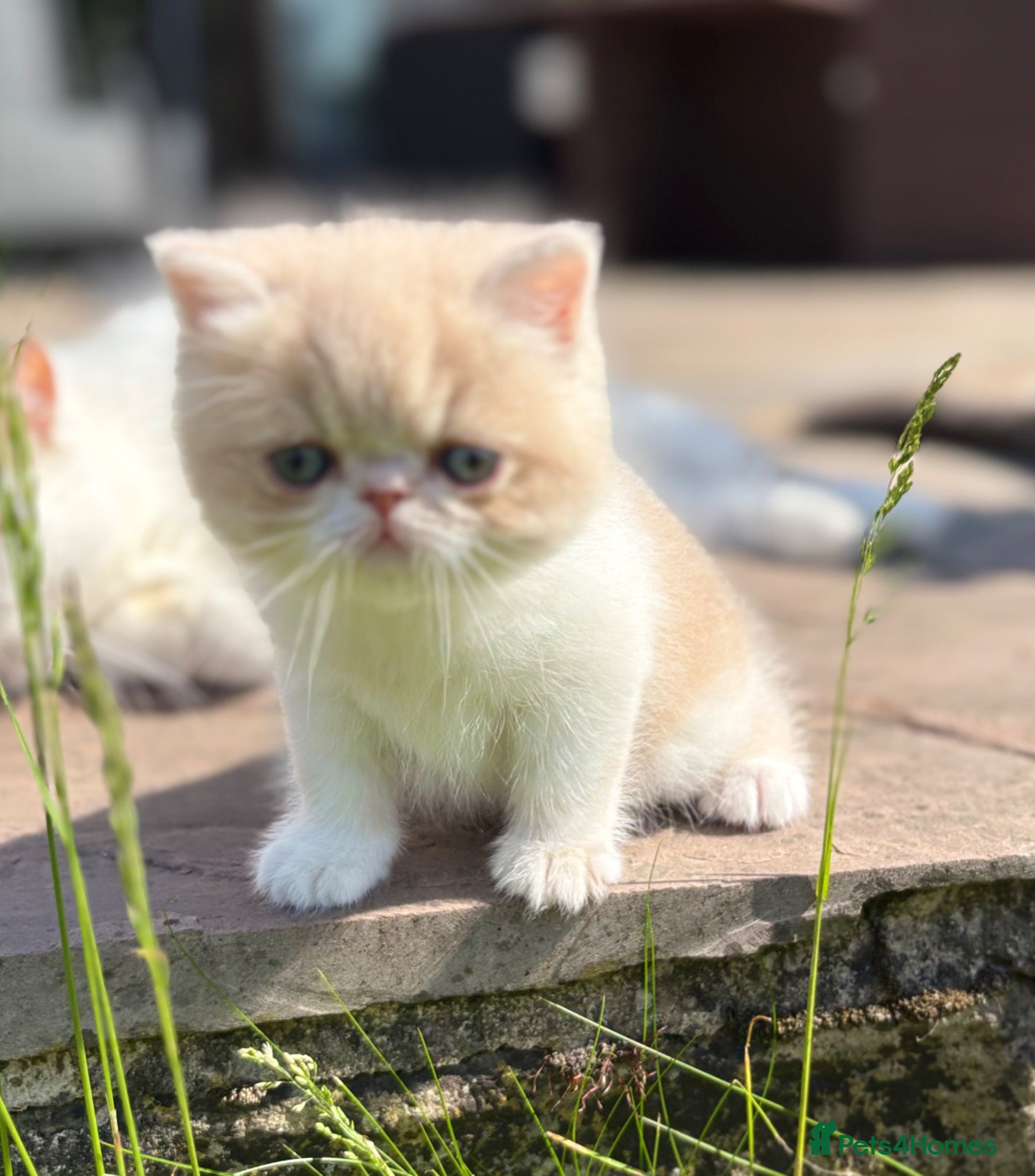 Exotic cats for sale: Exotic kittens two female  - Advert 1
