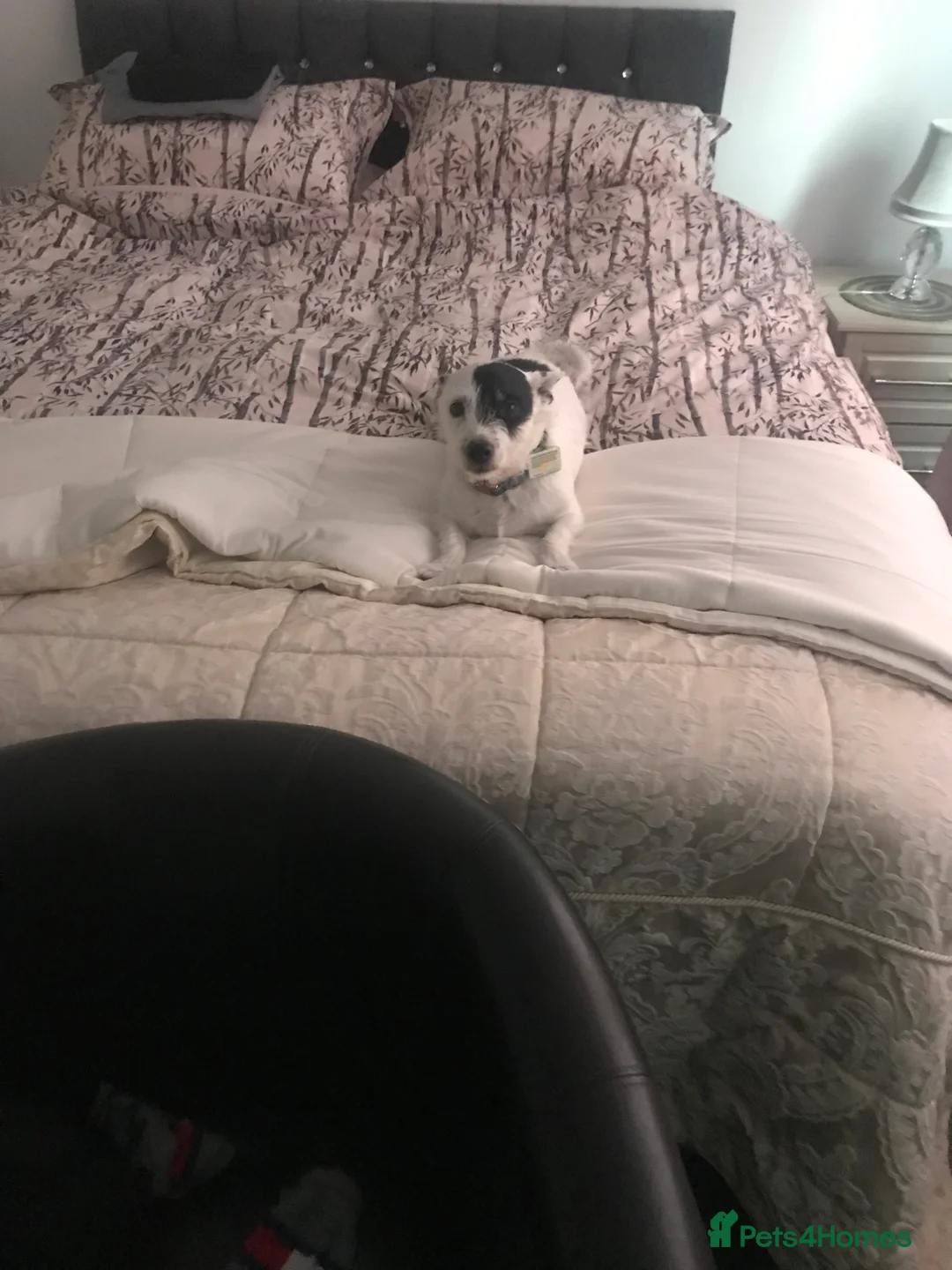 Jack Russell dogs for stud: Looking to stud my jack russell in Airdrie - Advert 2