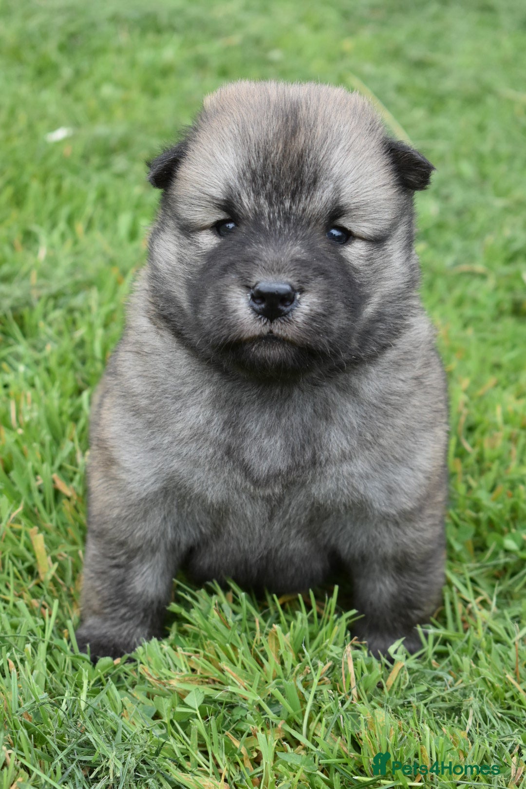 Siberian Husky dogs for sale: Beautiful Chowski puppies  - Image 15