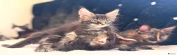 Maine Coon cats for sale: Ready for home pure bred maine coon kittens - Advert 4