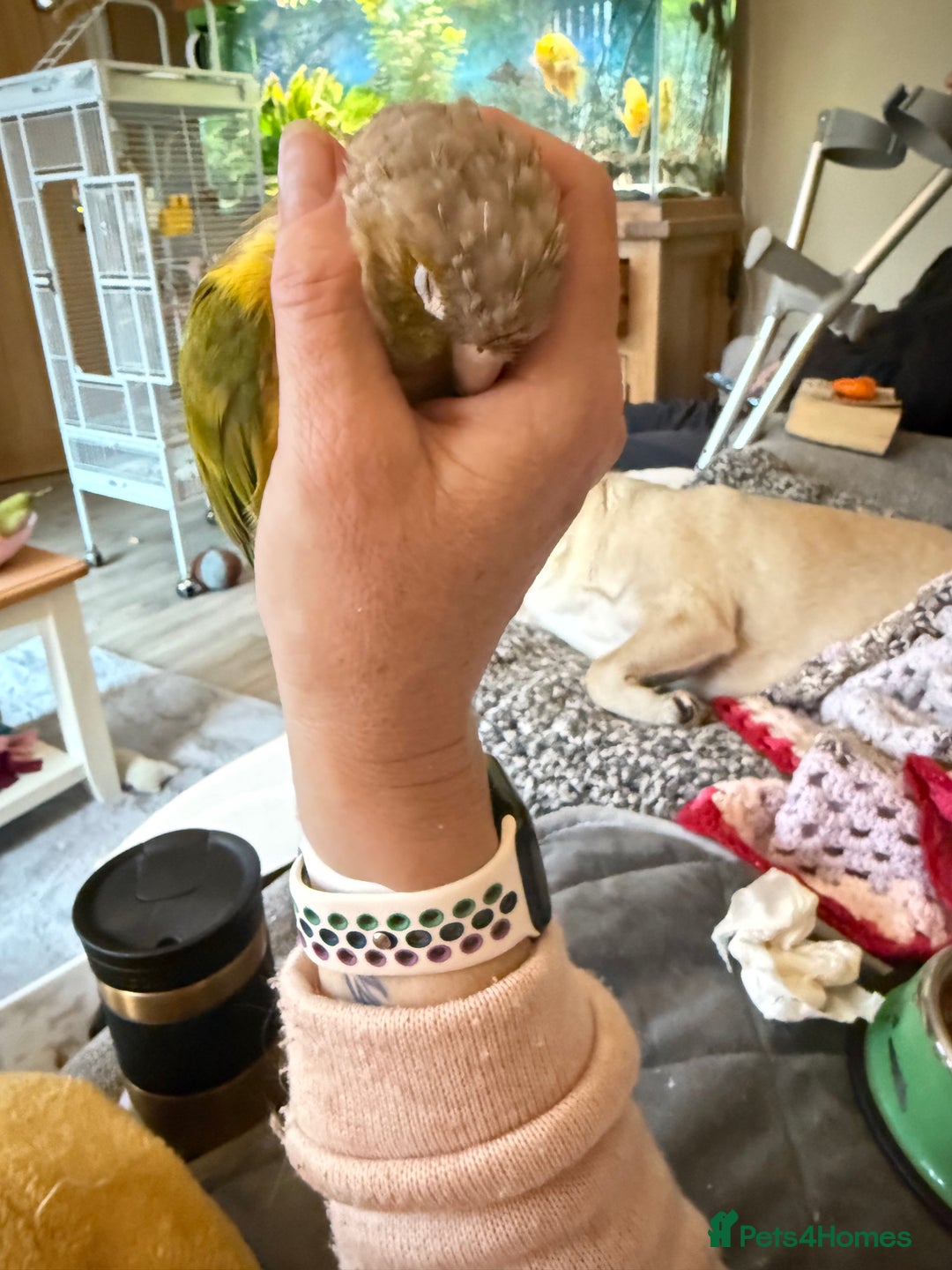 Cockatiels birds for sale: Cockatiels all tame and 1 tame conure  - Advert 15