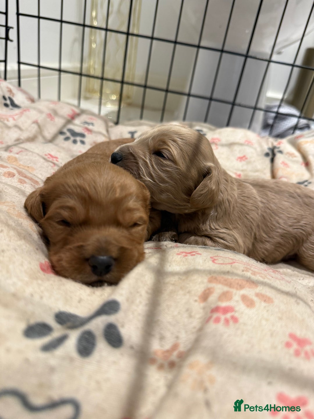 Cockapoo dogs for sale: Beautiful F1 Cockapoo puppies - Advert 5