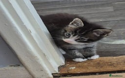 Mixed Breed cats for sale: Looking for there forever Home  - Image 1
