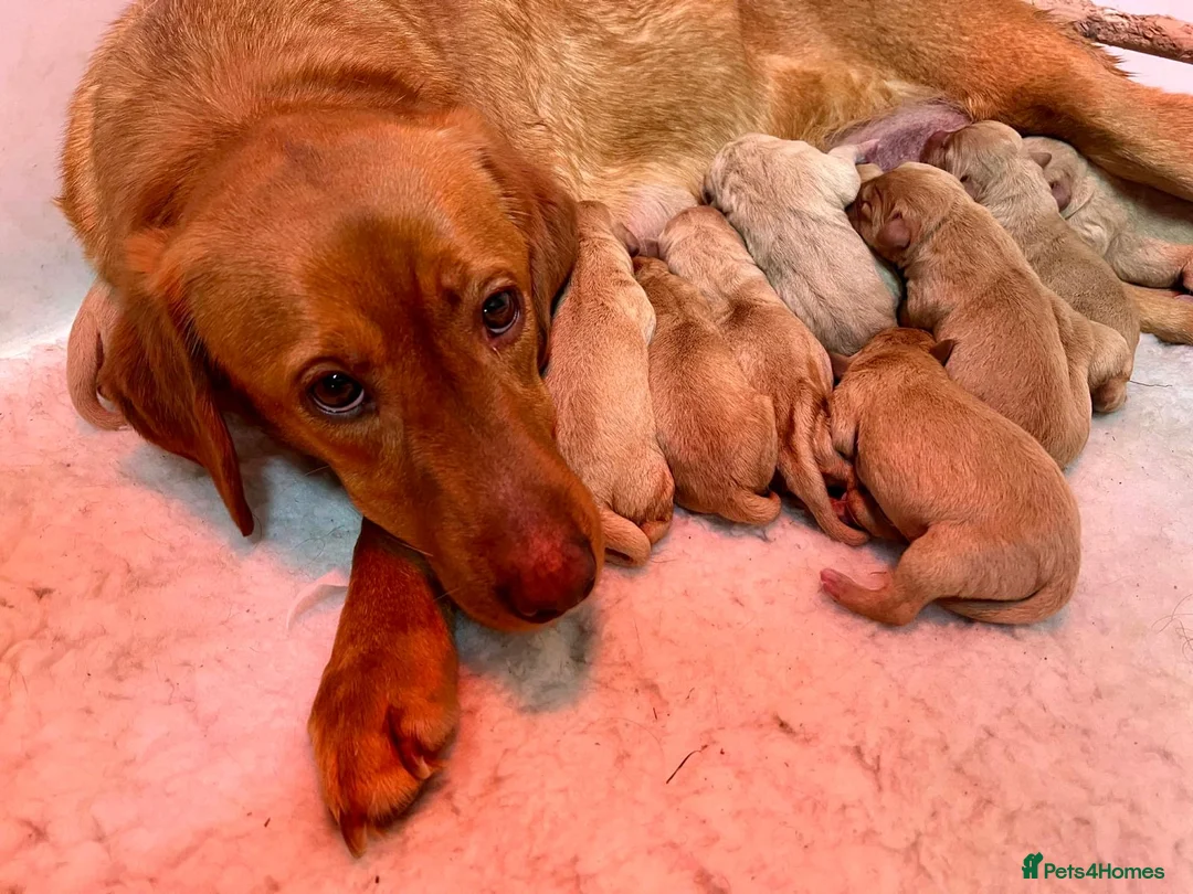 Labrador Retriever dogs for sale: KC reg fox red Labradors  - Advert 11