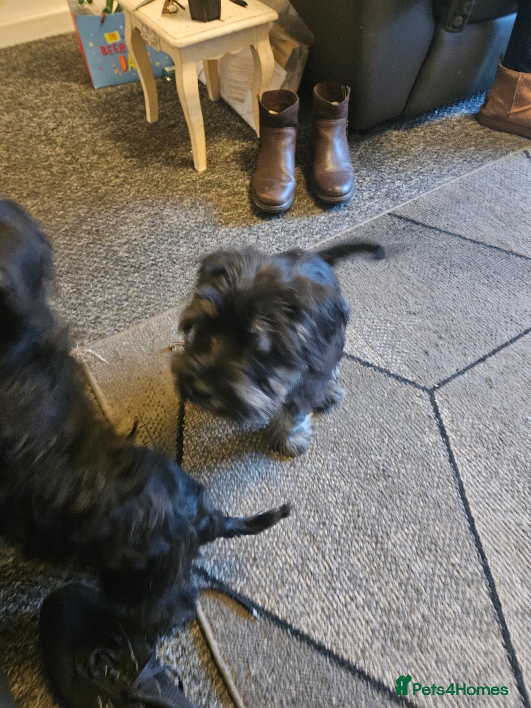 Miniature Schnauzer dogs for sale: Miniture schnauzer pups 2 boys left ready to  - Advert 7