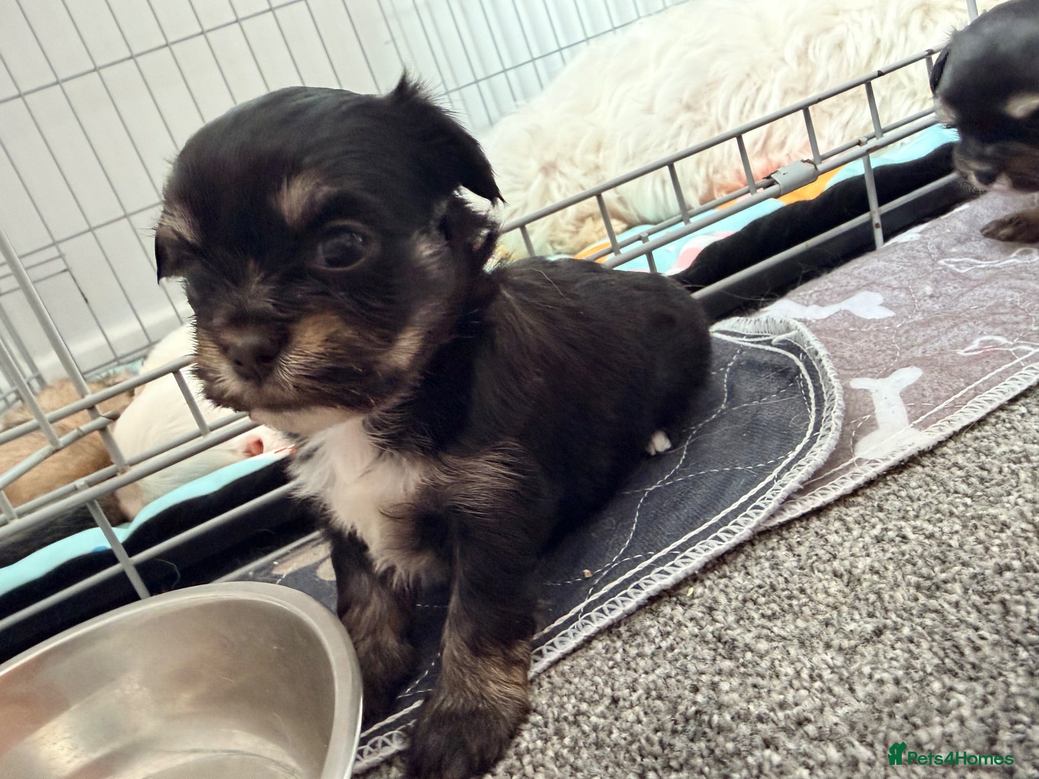 Mixed Breed dogs Tiny Malchi puppies - Advert 1