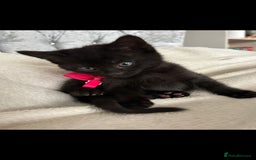 Bengal cats for sale: Pedigree bengal kittens available from 18/11/2025 - Advert 10