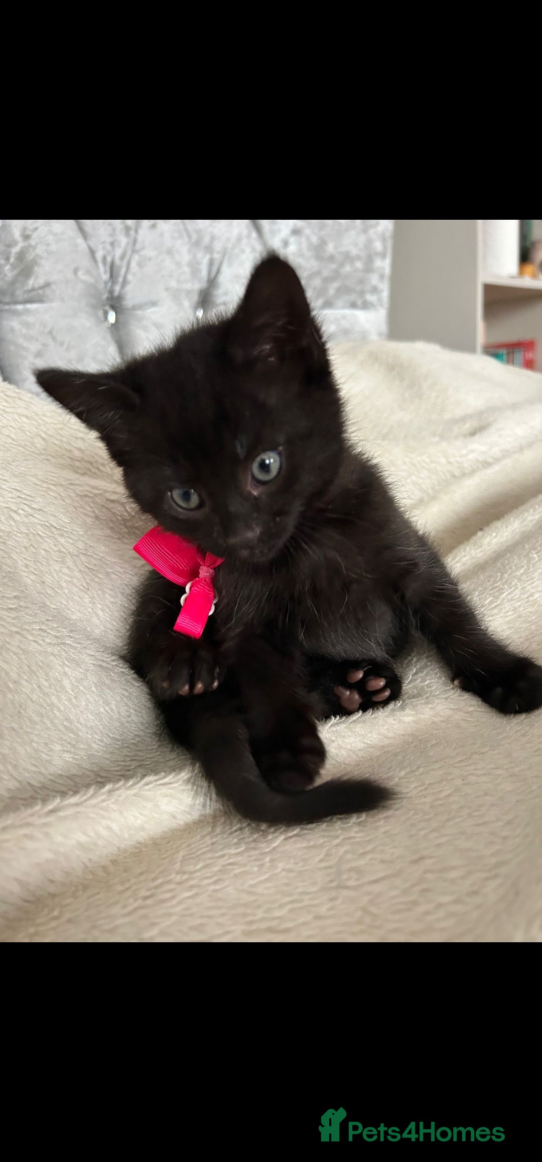 Bengal cats for sale: Pedigree bengal kittens available from 18/11/2025 - Advert 10