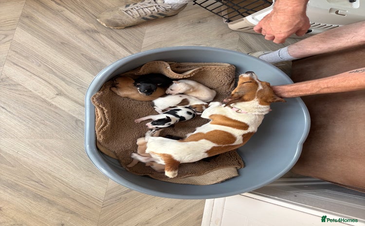 Jack Russell dogs - Advert 11
