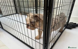 English Bulldog dogs for sale: One gorgeous female left 🐶  in Billericay - Image 7