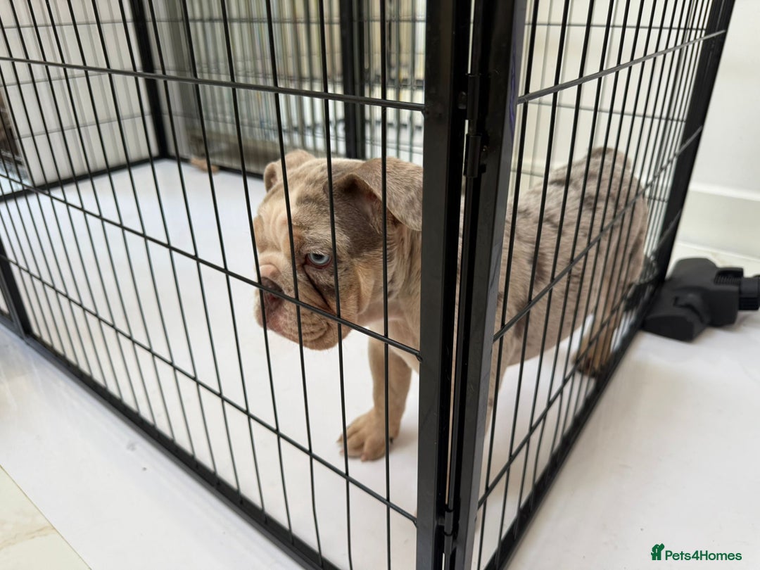 English Bulldog dogs for sale: One gorgeous female left 🐶  in Billericay - Image 7