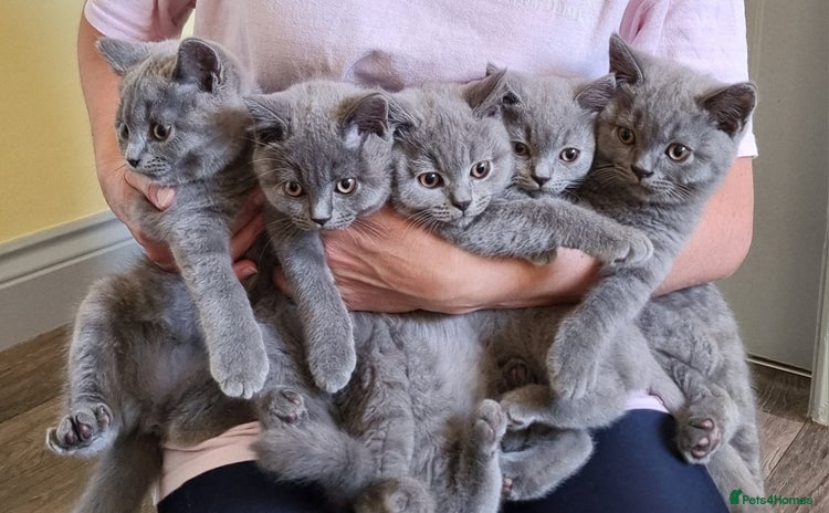 British Shorthair cats - Advert 4