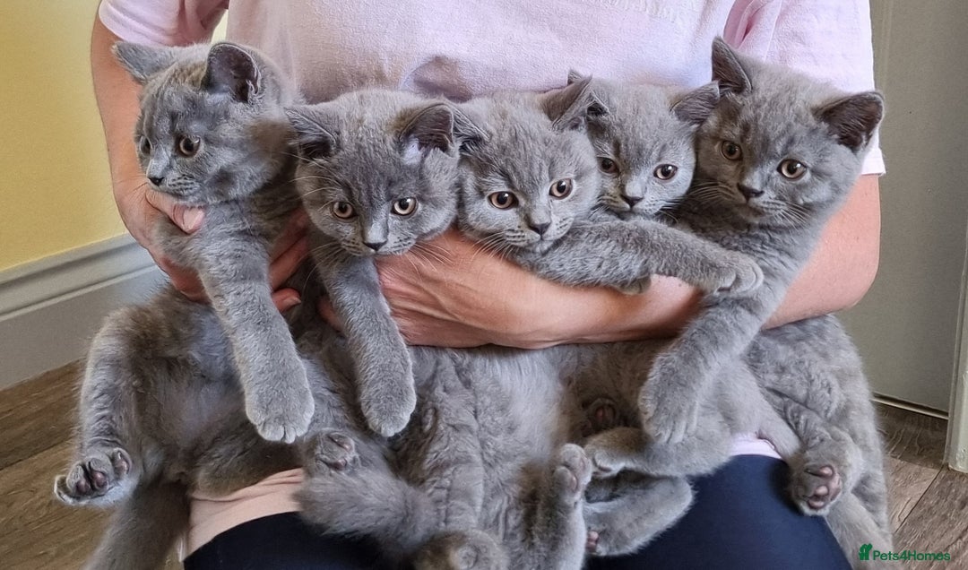 British Shorthair cats for sale: AMAZING BRITISH SHORHAIR KITTENS!!! - Image 1