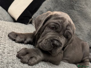 Neapolitan Mastiff dogs Neapolitan mastiff puppies - Advert 7
