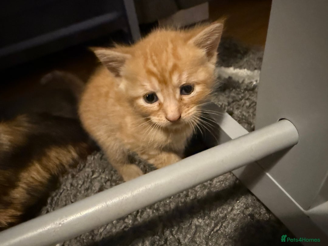 Mixed Breed cats for sale: Stunning kittens ready for new homes  - Advert 14