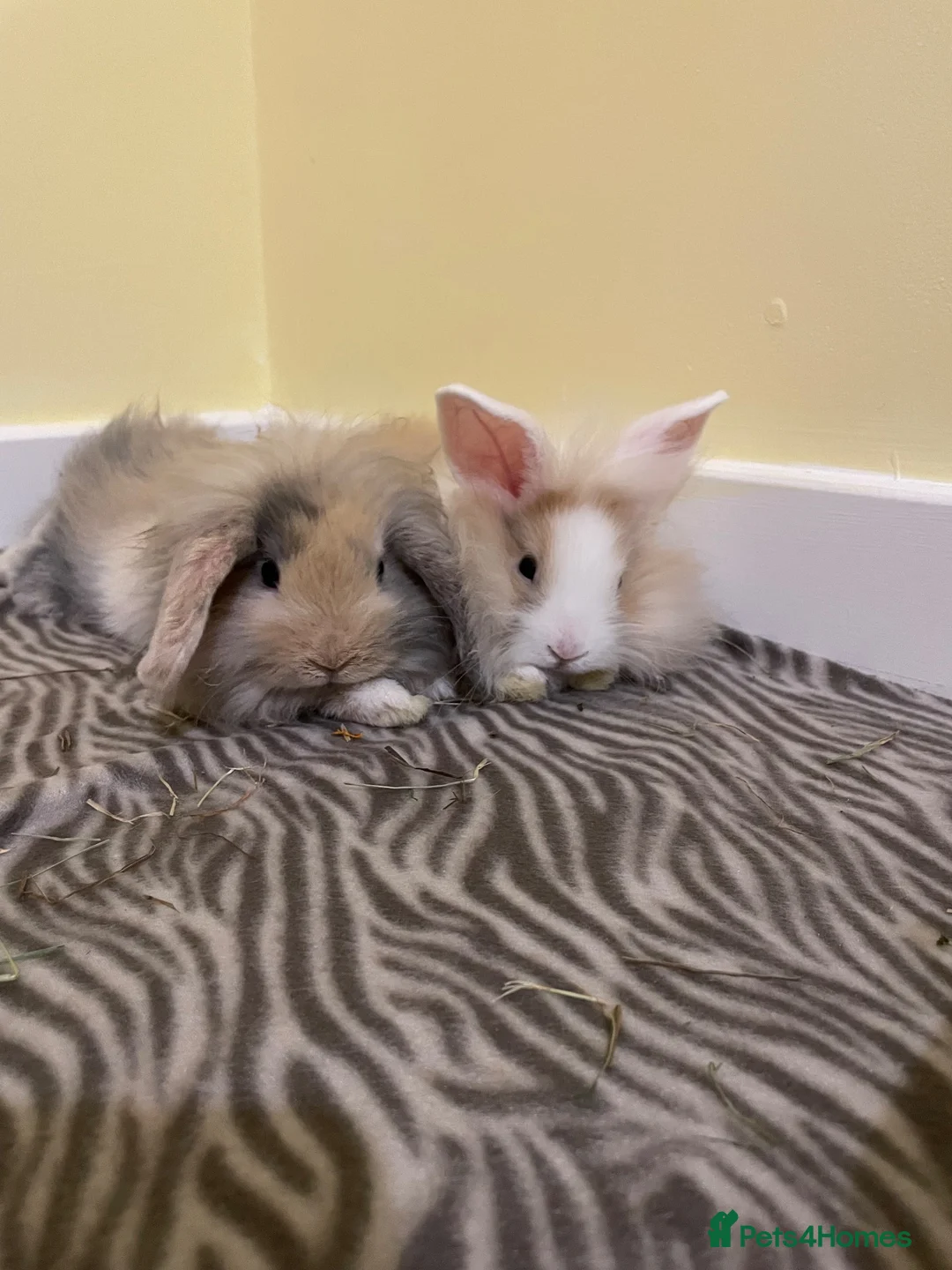 Mixed Breed rabbits for sale: BROTHER&SISTER - Advert 1