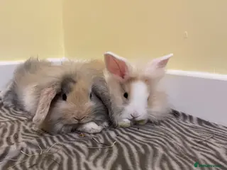 Mixed Breed rabbits BROTHER&SISTER - Advert 2