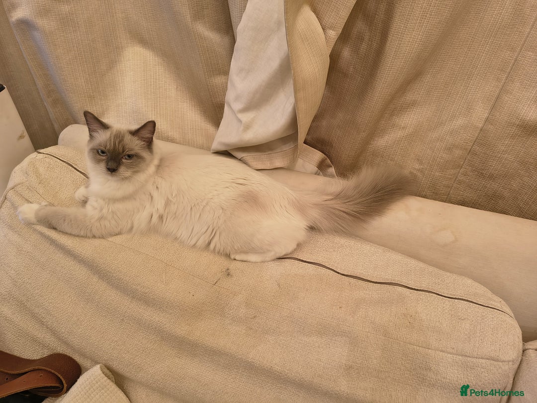 Ragdoll cats for sale: PEDIGREE RAGDOLL TICA REGISTERED - Image 2