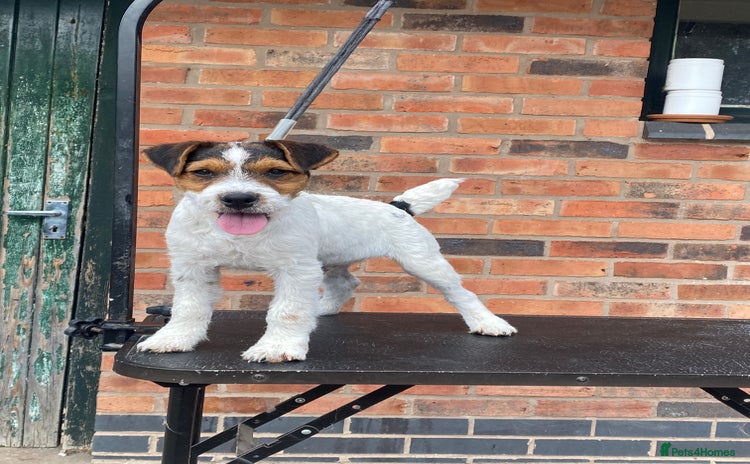 Jack Russell dogs - Advert 12