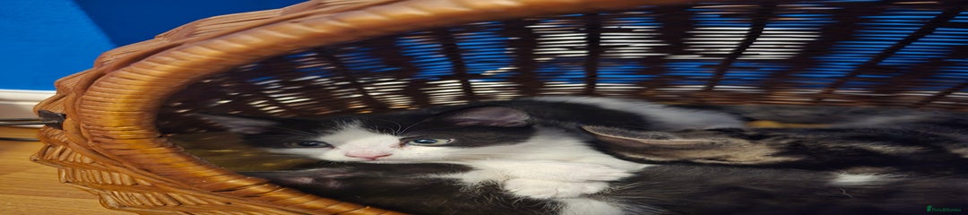 Mixed Breed Kitten 4