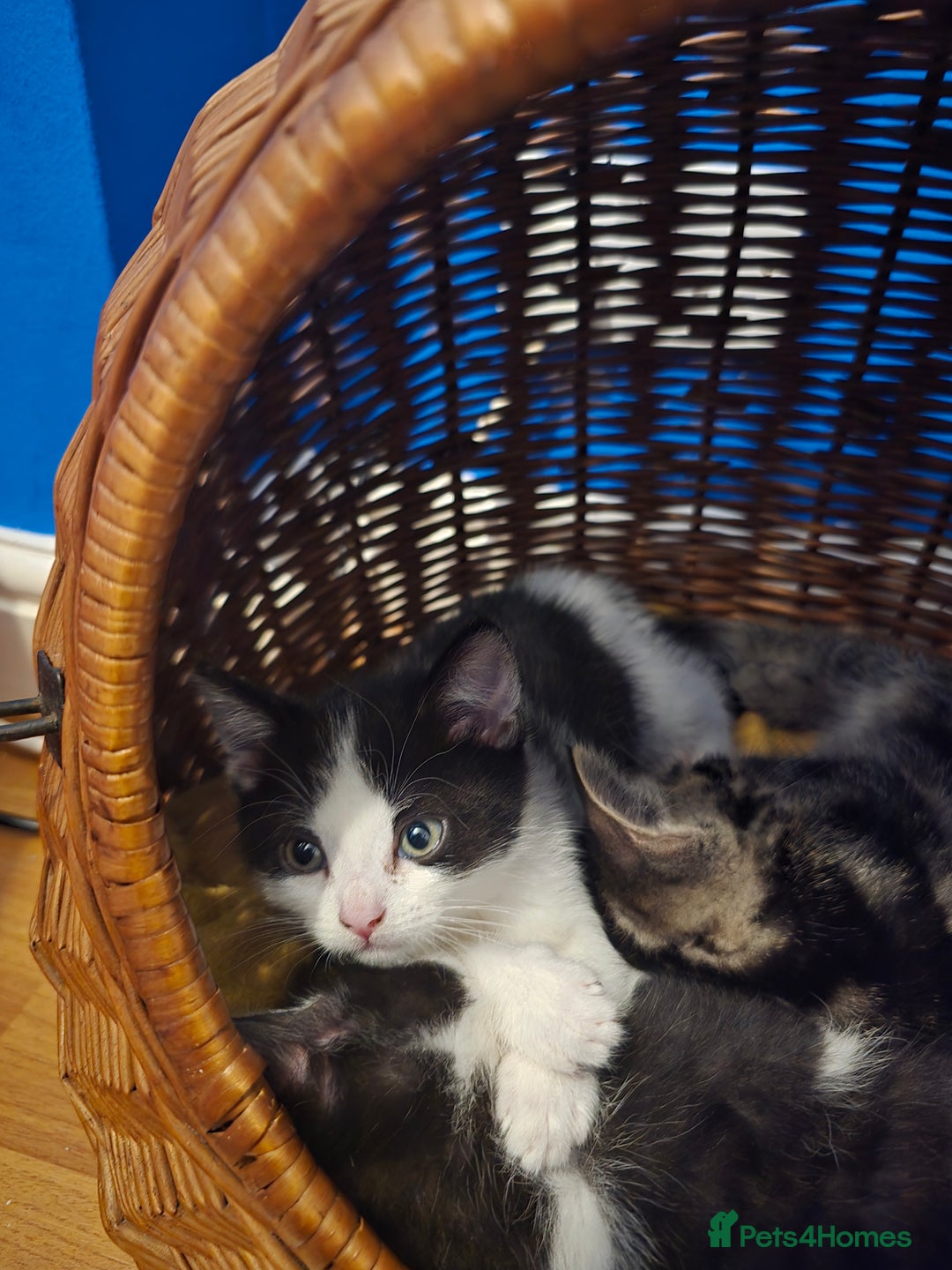 Mixed Breed cats for sale: Kittens - Image 18
