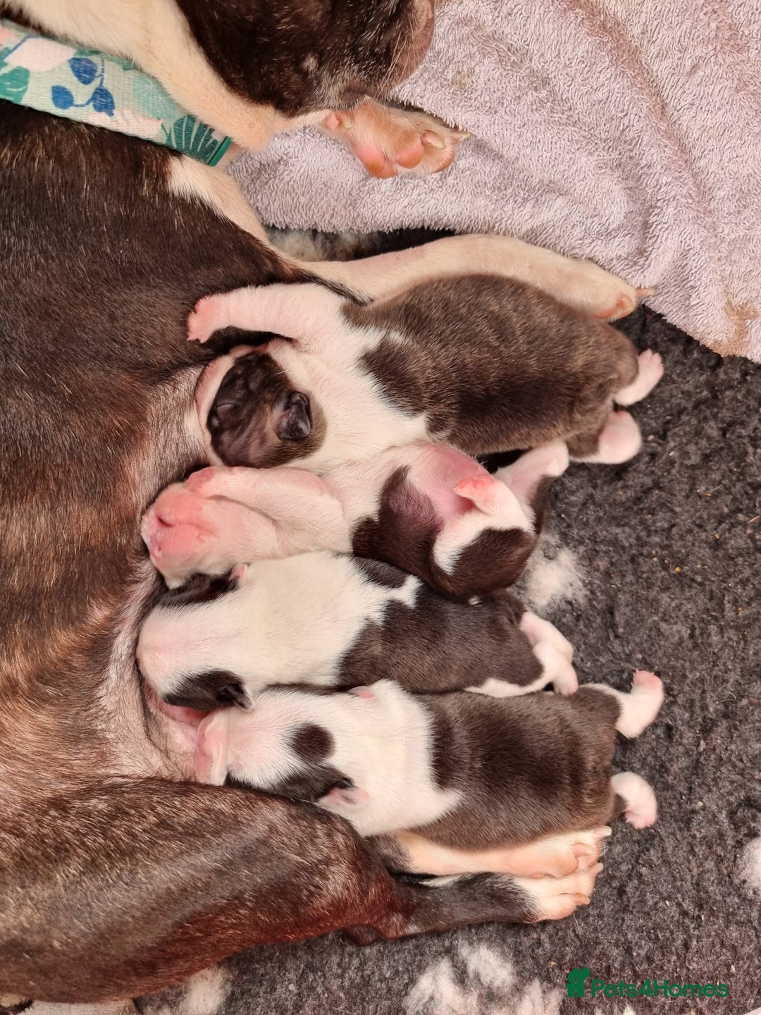 Boston Terrier dogs for sale: Beautiful Boston Terriers pups - Image 3