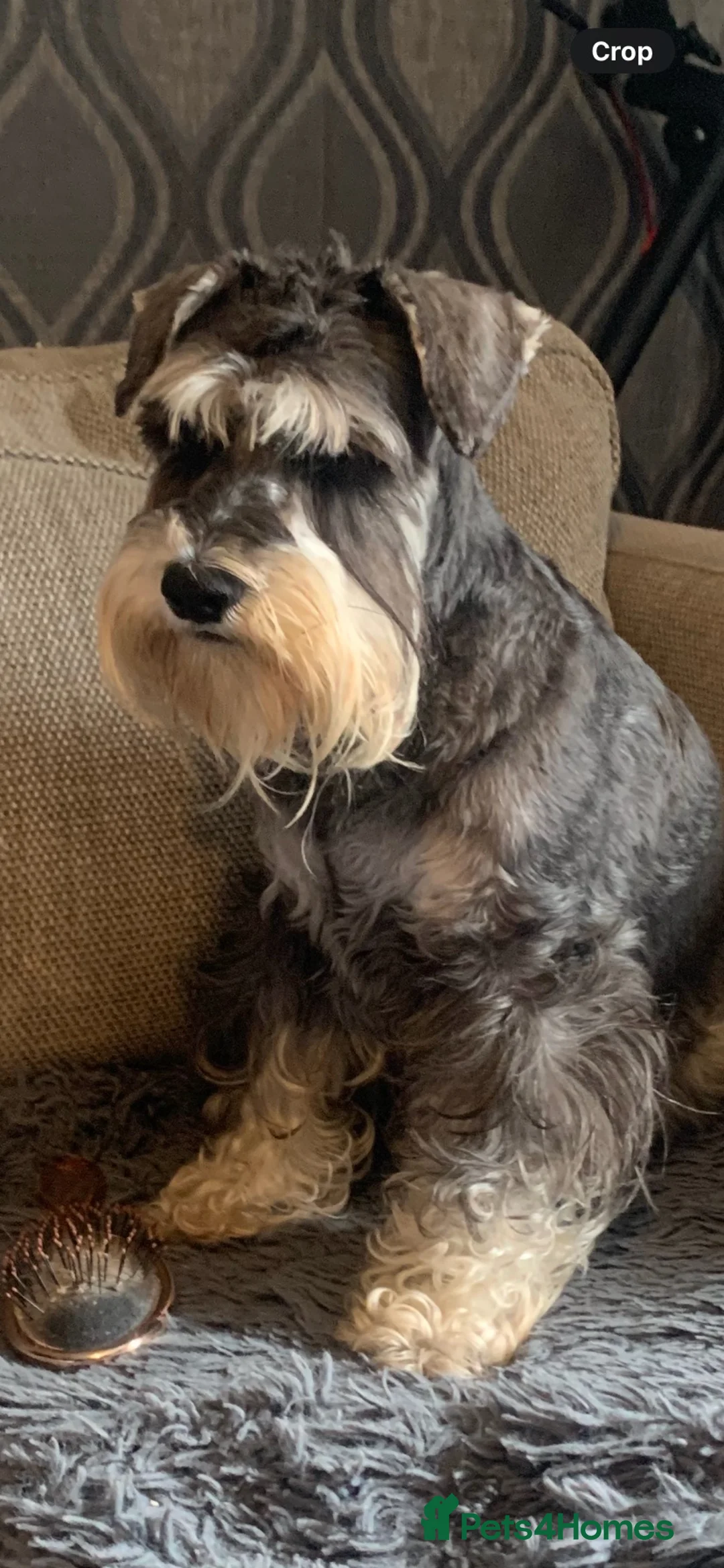 Schnoodle dogs for sale: Stunning ready the week of the school holidays  in Worcester - Advert 2