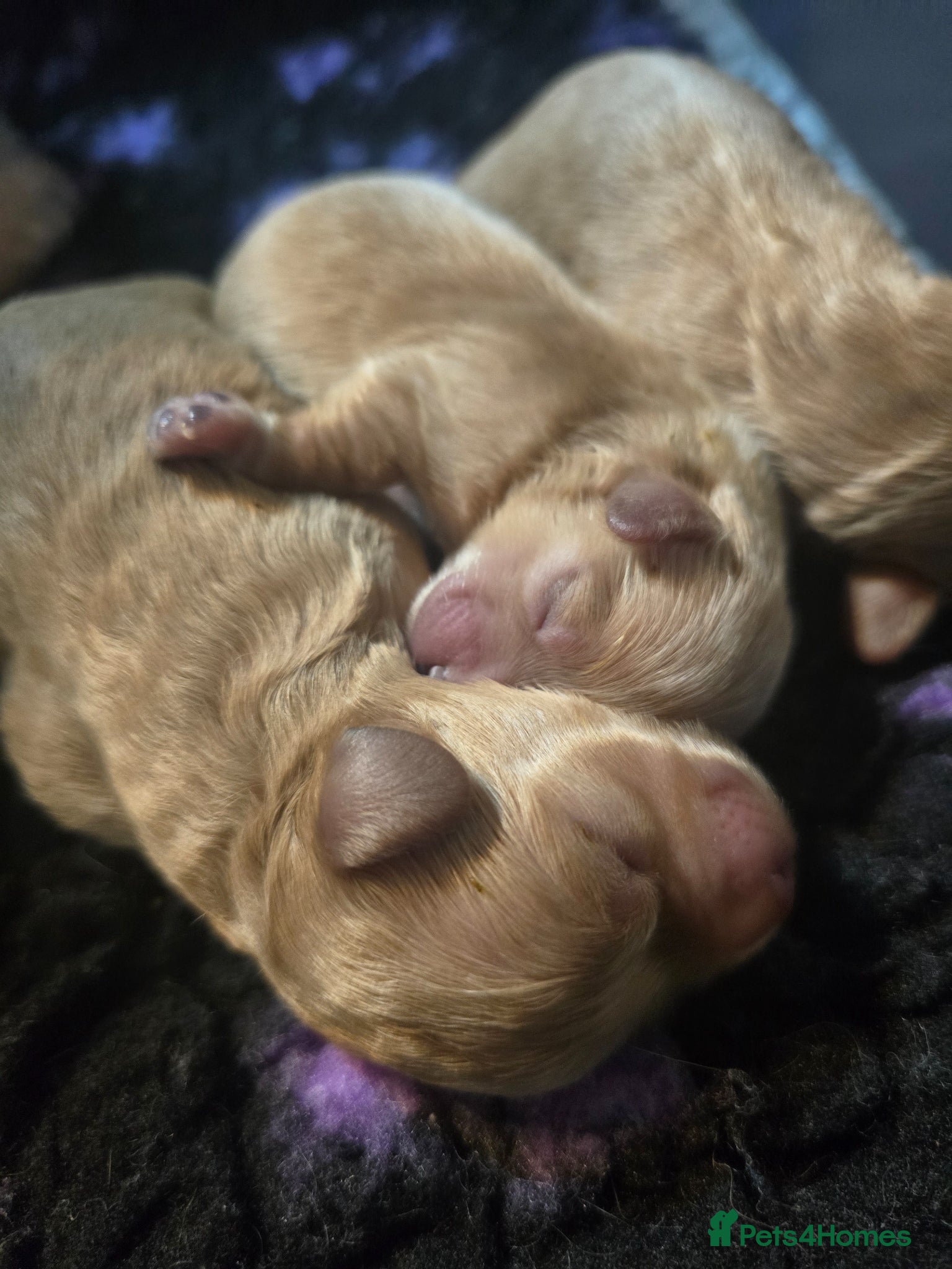 Maltipoo dogs Stunning f1 Maltipoos only 1 left  - Advert 14