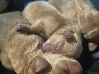 Maltipoo dogs Stunning f1 Maltipoos only 1 left - Advert 14