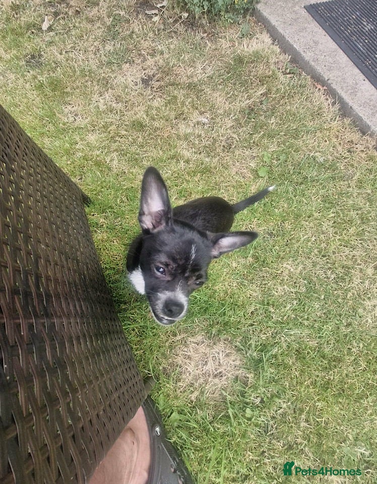 Chihuahua dogs Oreo seeking forever home - Advert 1