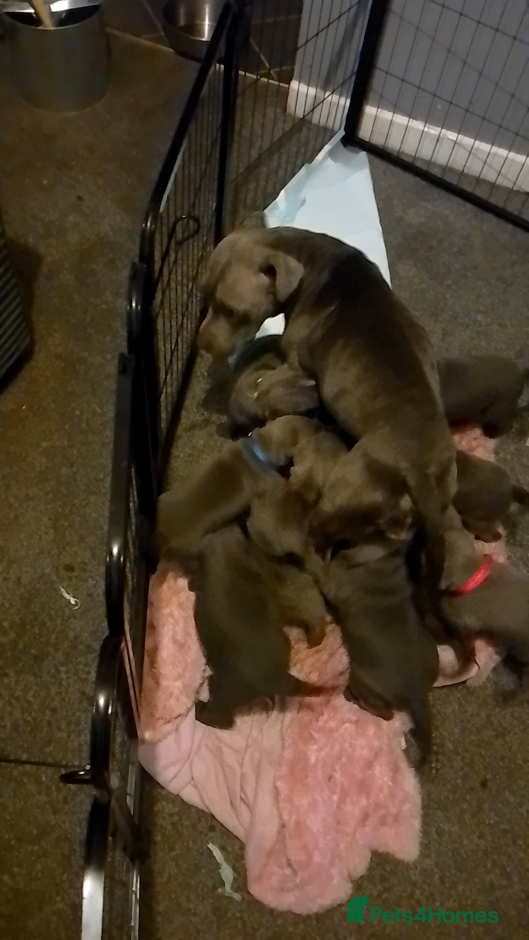 Staffordshire Bull Terrier dogs for sale: **Gorgeous blue staffy pups** - Advert 2