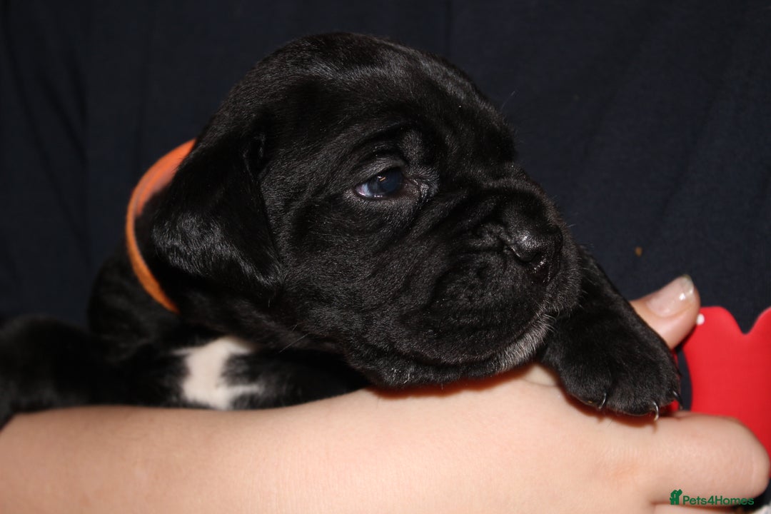 Cane Corso dogs for sale: Cane Corso Puppies from Exceptional Bloodlines, - Advert 11