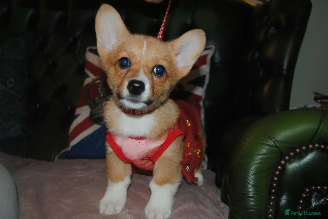 Welsh Corgi Pembroke dogs for sale: Are Beautiful Girls Storm/Darling/Petal - Advert 20