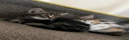 Mixed Breed cats for sale: 2 beautiful mixed breed kittens. - Advert 9