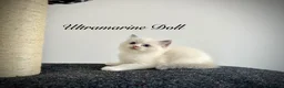 Ragdoll cats for sale: Last three ragdoll kittens! Don’t miss out! - Advert 16