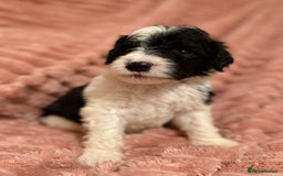 Sheepadoodle dogs for sale: Lovely Litter of F1 Sheepadoodles 5⭐️ license  - Image 23