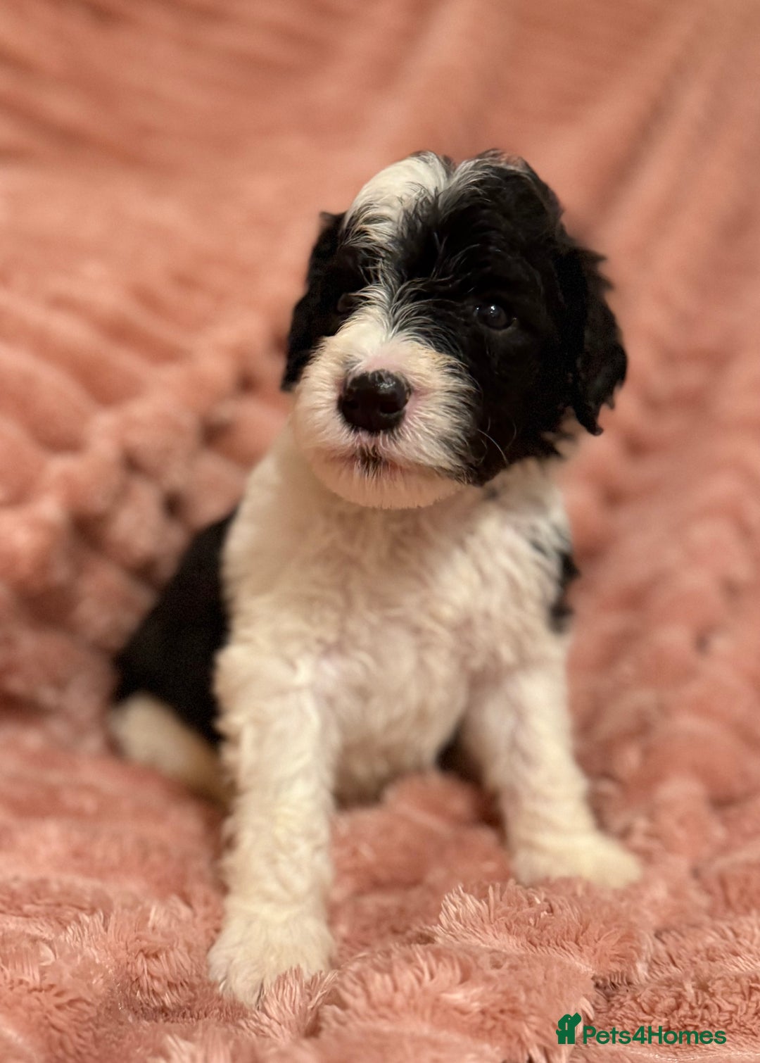 Sheepadoodle dogs for sale: Lovely Litter of F1 Sheepadoodles 5⭐️ license  - Image 23