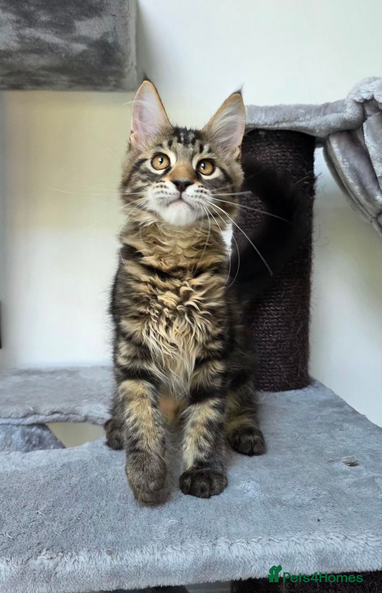 Maine Coon cats Maine Coon Kittens Fife Registered  - Advert 2