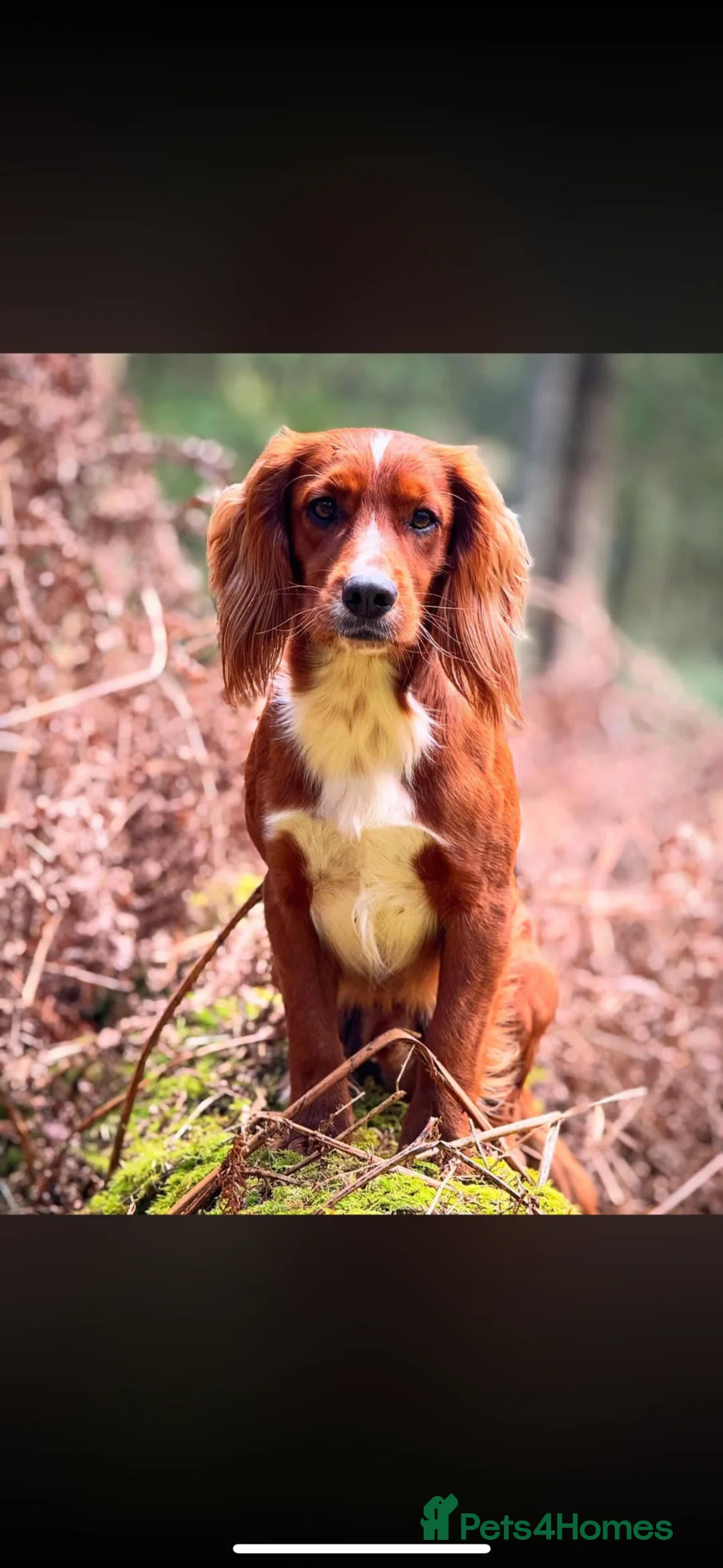 Cocker Spaniel dogs for sale: Kc health tested working cocker pups - Advert 4