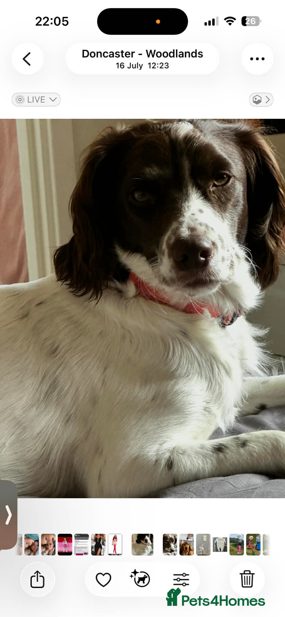 Sprocker dogs Beautiful littler of sprockers  - Advert 2