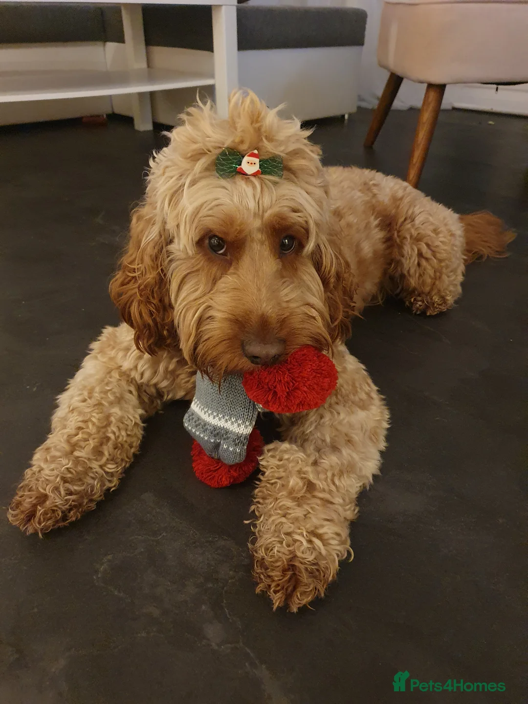 Cockapoo dogs for stud: Proven DNA tested red F1 Cockapoo Charlie for Stud in Milton Keynes - Advert 23