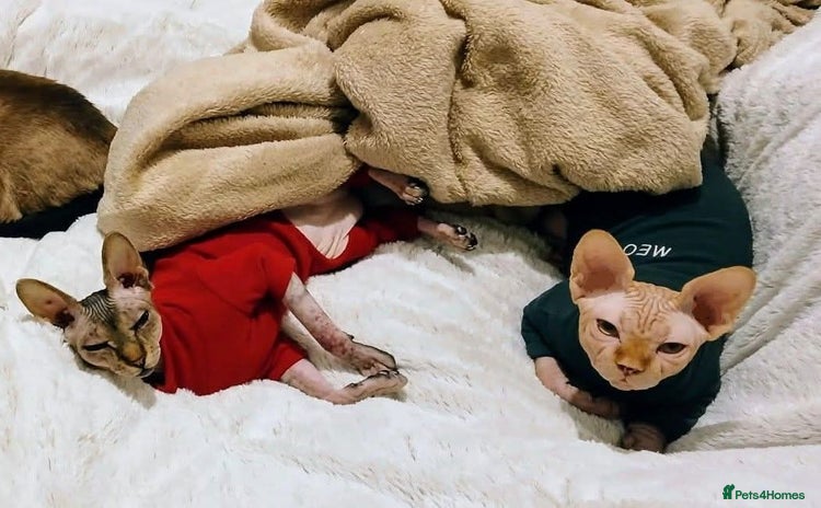Sphynx cats 2 Sphynx cats In need of lovely homes  - Advert 8