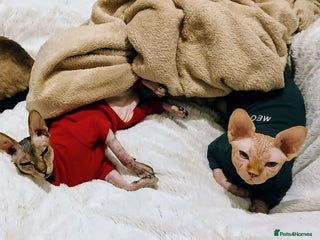 Sphynx cats 2 Sphynx cats In need of lovely homes - Advert 7