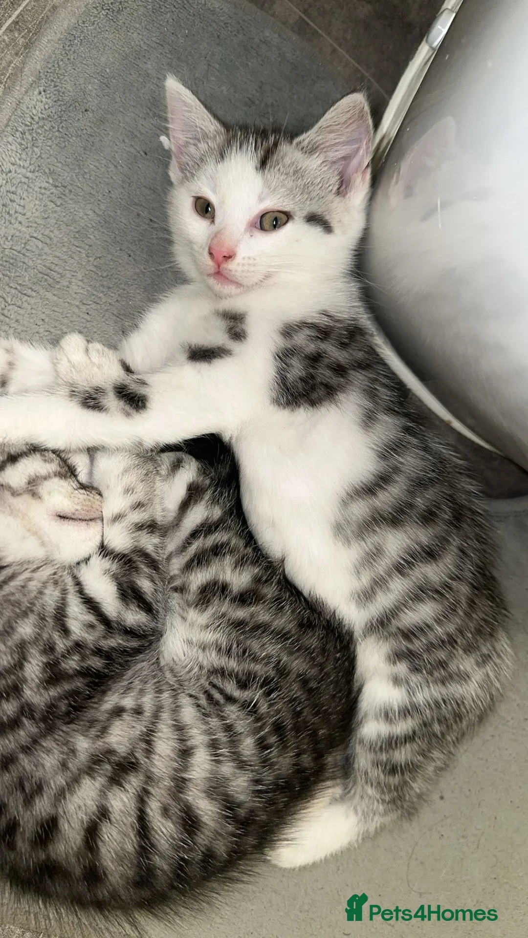 British Shorthair cats for sale: stunning kittens😍 - Advert 4