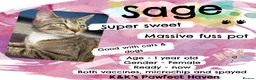 Domestic Shorthair cats for sale: Kittens & cats for adoption  - Advert 14