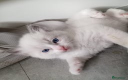 Ragdoll cats for sale: 6 ragdoll kittens  - Image 1